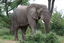 Afrique du Sud