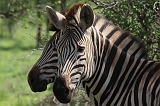 IMG_2976b