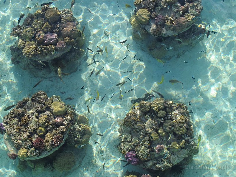 0121 IMG 1542 Bora-Bora