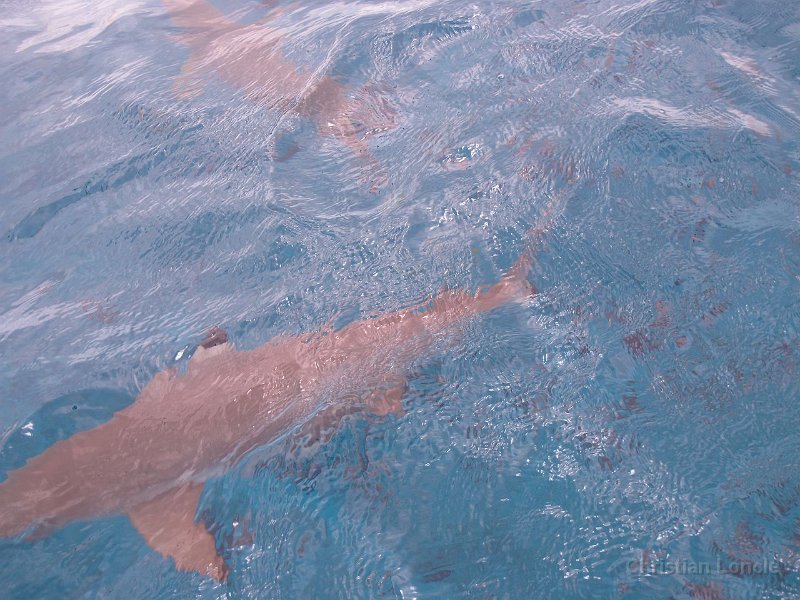 0147 IMG 1564 Bora-Bora
