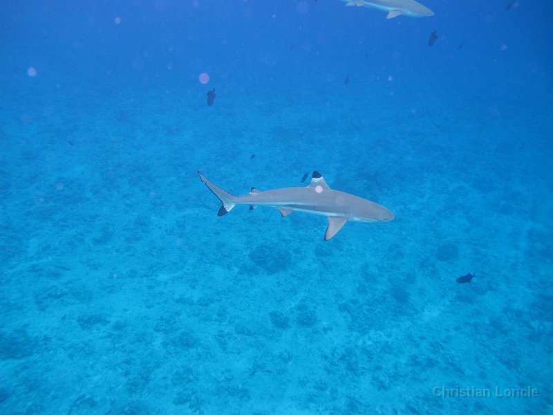 0148 IMG 1565 Bora-Bora