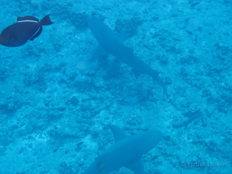 0154 IMG 1580 Bora-Bora