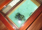 0139_IMG_1556_Bora-Bora.JPG