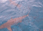 0147_IMG_1564_Bora-Bora.JPG