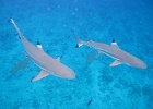 0149_IMG_1566_Bora-Bora.JPG