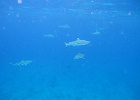 0150_IMG_1568_Bora-Bora.JPG