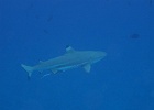 0151_IMG_1569_Bora-Bora.JPG