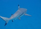 0159_IMG_1597_Bora-Bora.JPG