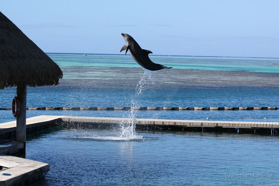0199 IMG 2129 Moorea