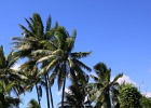 0038_IMG_1887_Moorea.JPG