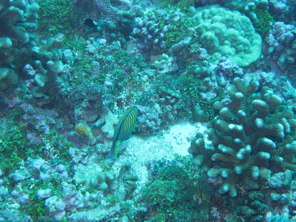 0067 IMG 1730 Rangiroa
