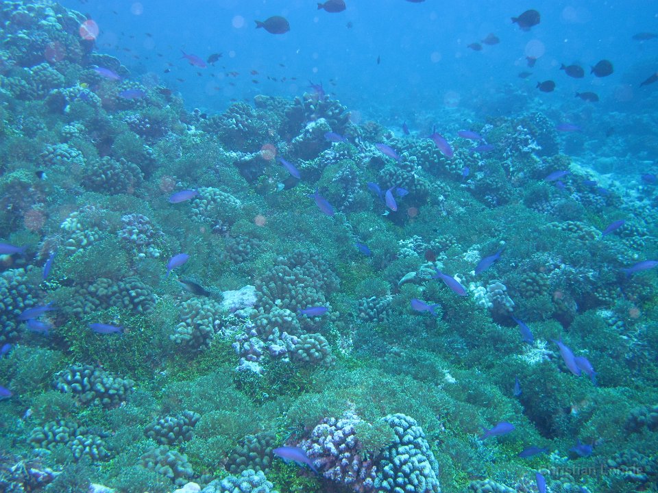 0083 IMG 1764 Rangiroa