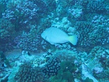 0063_IMG_1718_Rangiroa.JPG